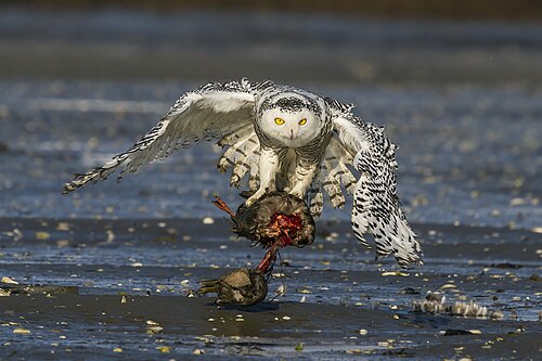 Snowy owl